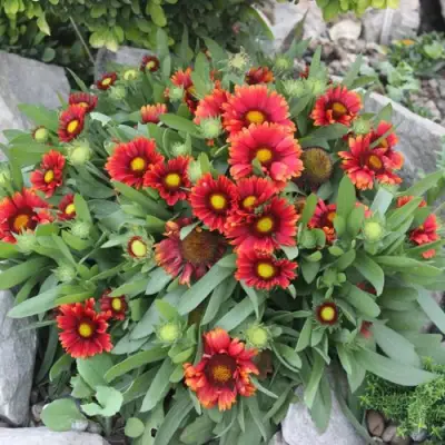 Гайлардия АРИЗОНА РЕД ШЕЙДС в Гомеле