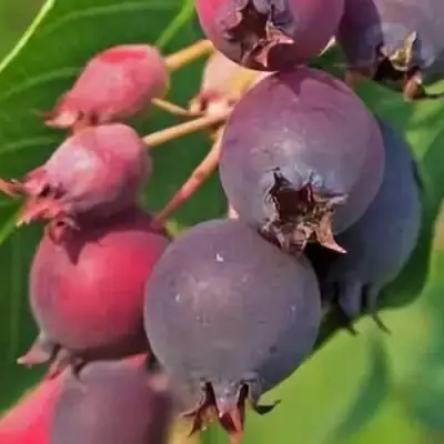 Ирга MANDAN в Гомеле