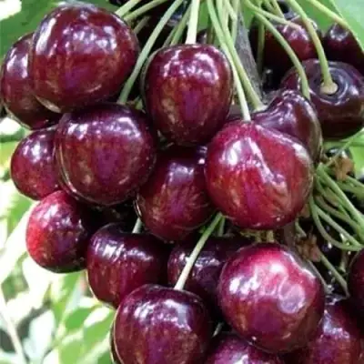 Черешня СИЛЬВИЯ колоновидная в Гомеле