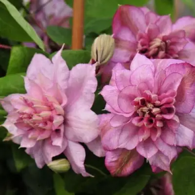 Клематис ИННОСЕНТ ГЛАНС в Гомеле