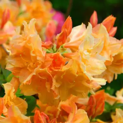 Азалия ЧАРДАШ листопадная в Гомеле