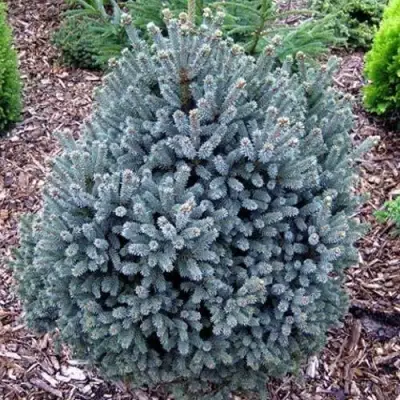 Ель НАНА сизая в Гомеле