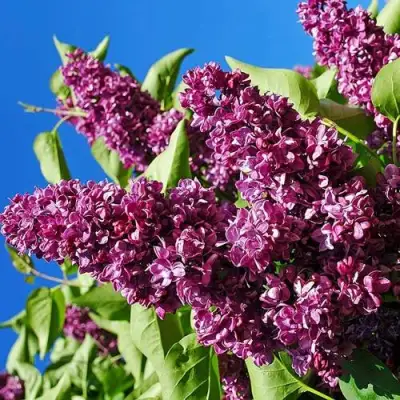 Сирень ЧАРЛЬЗ ДЖОЛИ в Гомеле