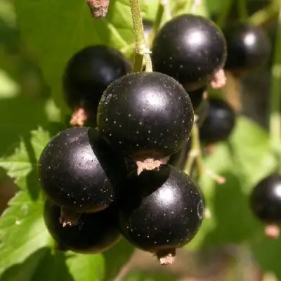 Смородина чёрная БИНАР в Гомеле