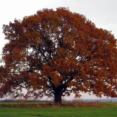 Дуб скальный в Гомеле