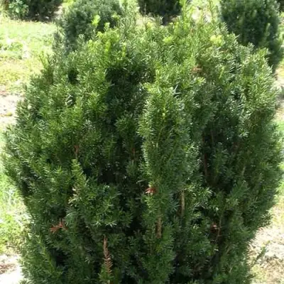 Тис ХИКСИ средний в Гомеле