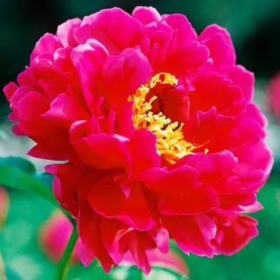 Пион ХРАБРЫЙ ВОИН травянистый в Гомеле