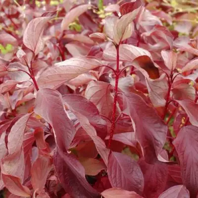 Дерен КРАСНЫЙ в Гомеле