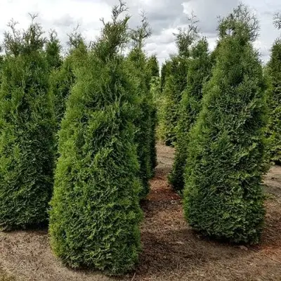 Туя ХОЛМСТРУП западная в Гомеле