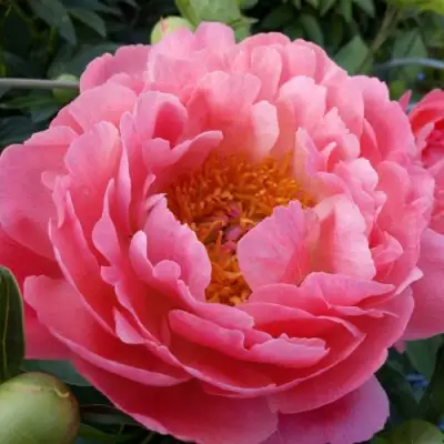 Пион КОРАЛ САНСЕТ травянистый в Гомеле