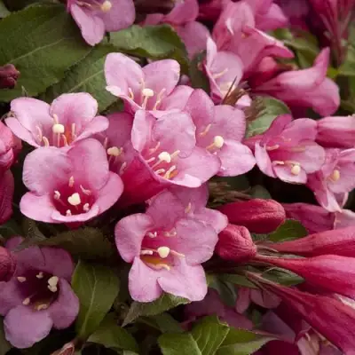 Вейгела ФЛОРИДА в Гомеле