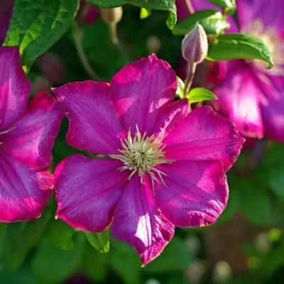 Клематис КАРМЕНСИТА в Гомеле