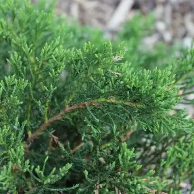 Можжевельник РОКЕРИ ДЖЕМ казацкий  в Гомеле