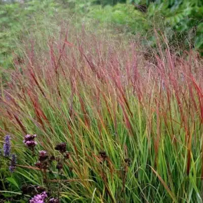 Просо РЕБРАУН прутьевидное в Гомеле