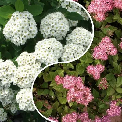 Комплект ТАЛАНТЛИВЫЙ САДОВОД в Гомеле