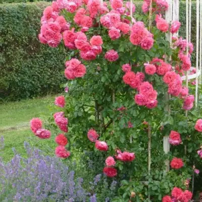 Роза РОЗАРИУМ ЮТЕРСОН плетистая в Гомеле