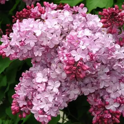 Сирень ЭСТЕР СТЕЙЛИ в Гомеле