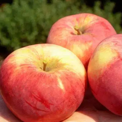 Яблоня ОРЛОВИМ в Гомеле