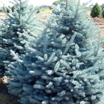 Ель ГЛАУКА колючая в Гомеле