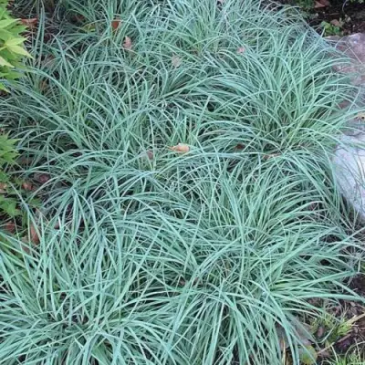 Осока БЛЮ ЗИНГЕР в Гомеле