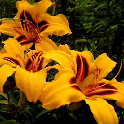 Лилейник БОНАНЗА гибридный в Гомеле