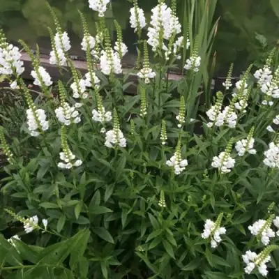 Физостегия АЛЬБА виргинская в Гомеле