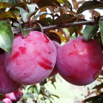 Слива ЛАМА в Гомеле