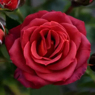 саженцы розы Чокочино