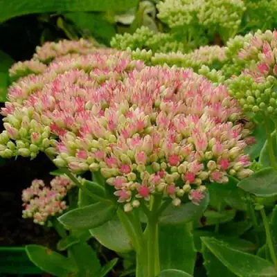 Очиток (седум) БРИЛЛИАНТ в Гомеле