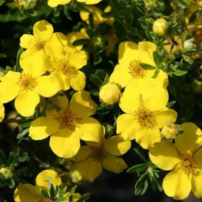 Лапчатка ХАКМАНС ГИГАНТ кустарниковая в Гомеле