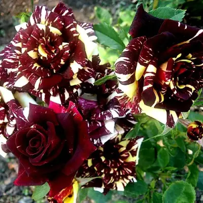 Роза ФОКУС ПОКУС флорибунда в Гомеле