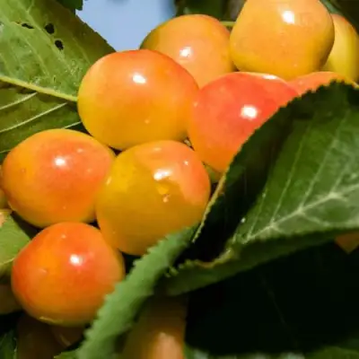 Дюк (черевишня) БЕЛОЧКА в Гомеле