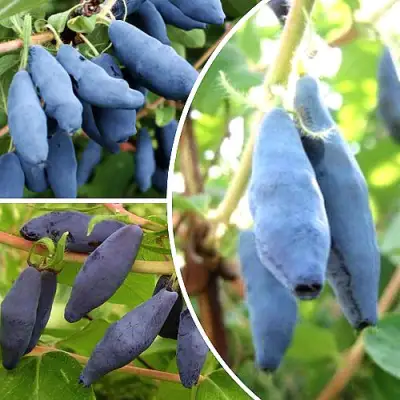 Комплект СЛАДКИЕ ХИТЫ в Гомеле