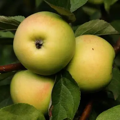 Яблоня ДАНИЛА в Гомеле