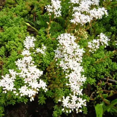 Очиток (седум) ХЛОРОТИКУМ белый в Гомеле