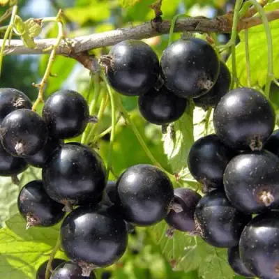 Смородина чёрная НЕСТЕР КОЗИН в Гомеле