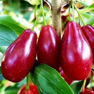 Кизил ВЛАДИМИРСКИЙ в Гомеле