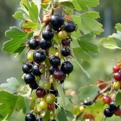 Смородина золотистая ПЛОТНОМЯСАЯ в Гомеле