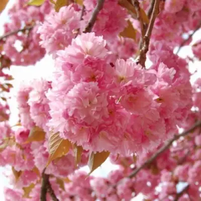 САКУРА  в Гомеле