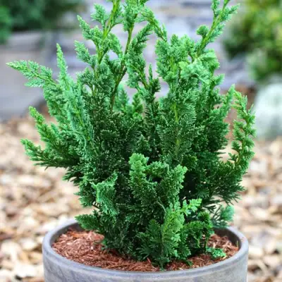 Кипарисовик ВИСЕЛЛИ лавсона в Гомеле