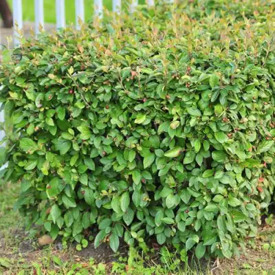 Кизильник блестящий в Гомеле