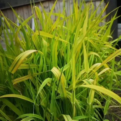 Фалярис АРКТИК САН тростниковый в Гомеле