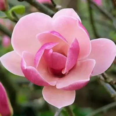 Магнолия РУСТИКА РУМБА в Гомеле