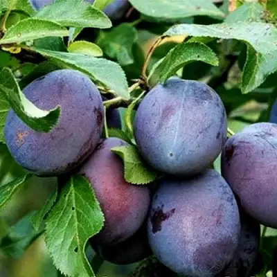 Слива ВЕНГЕРКА БЕЛОРУССКАЯ в Гомеле