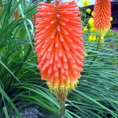 Книфофия БЕНГАЛ ФАЕР гибридная в Гомеле