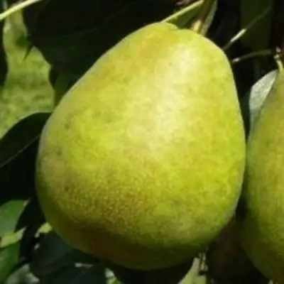 Груша ЛАГОДНАЯ в Гомеле