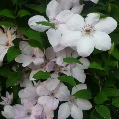 Клематис ИОАНН ПАВЕЛ 2 в Гомеле