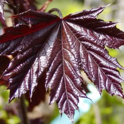 Клен КРИМСОН КИНГ остролистный в Гомеле