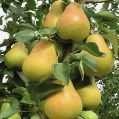 Груша ЛЮБИМИЦА ЯКОВЛЕВА в Гомеле