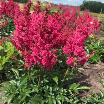 Астильба ЛАКИ ДЕЙ Арендса в Гомеле